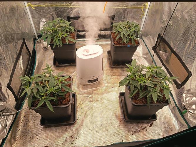 Chocolope. Week 2