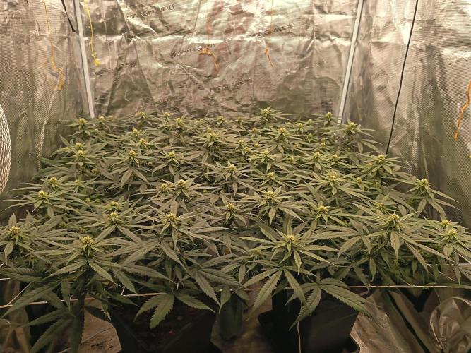 4x clones DNA Chocolope (Juju Royal ). Week 7