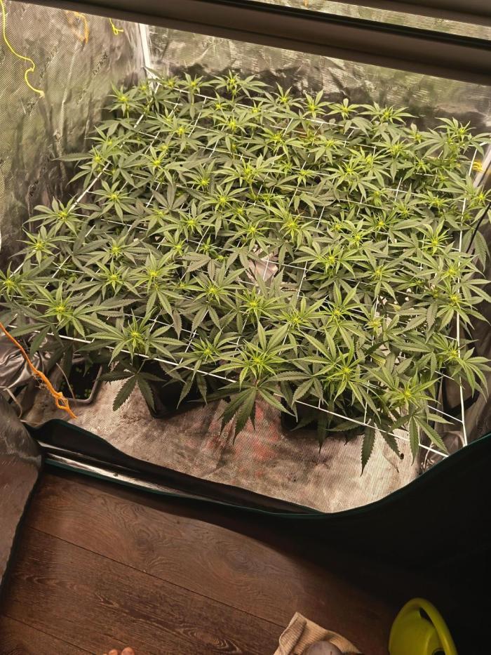 4x clones DNA Chocolope (Juju Royal ). Week 6