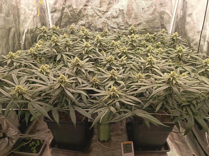 4x clones DNA Chocolope (Juju Royal ). Week 8