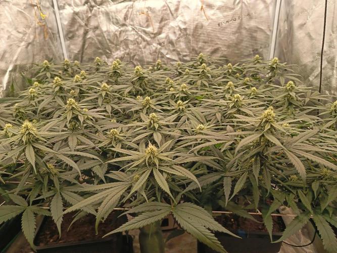 4x clones DNA Chocolope (Juju Royal ). Week 7 - Day 22