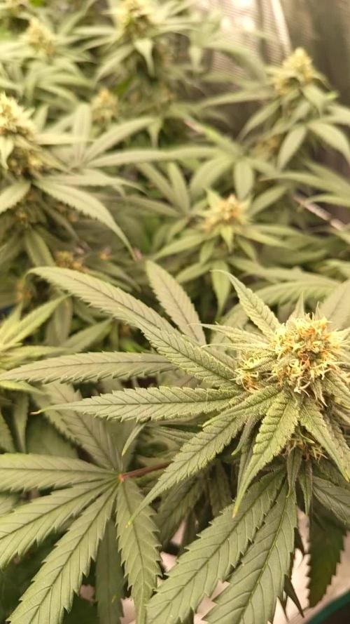 4x clones DNA Chocolope (Juju Royal )