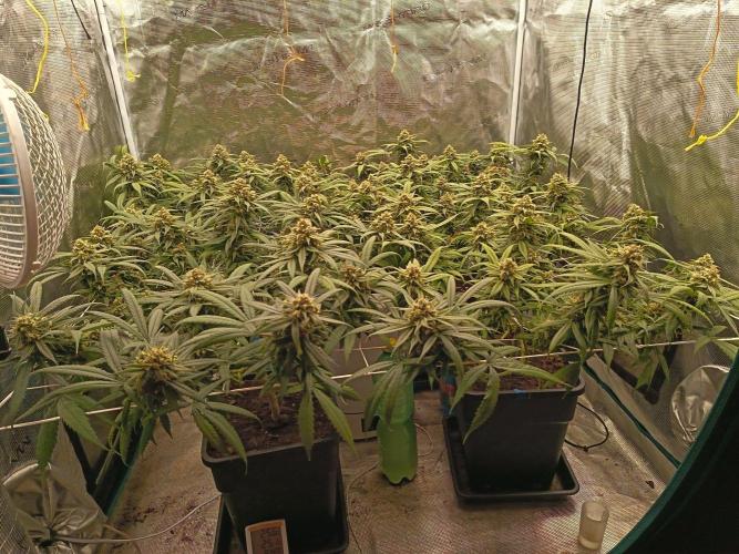 Chocolope. Week 10
