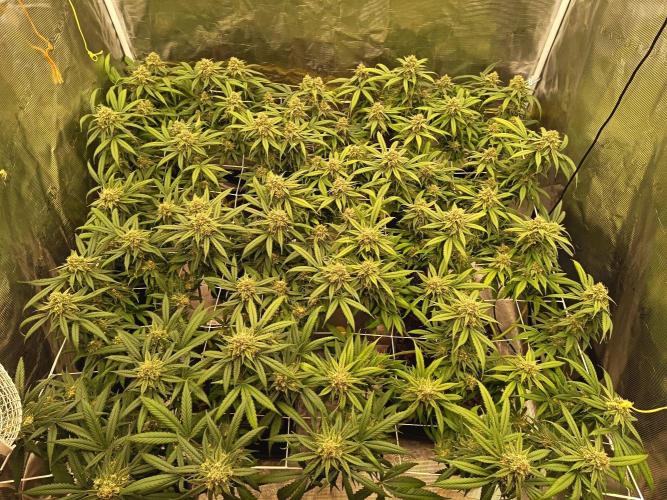 4x clones DNA Chocolope (Juju Royal ). Week 10
