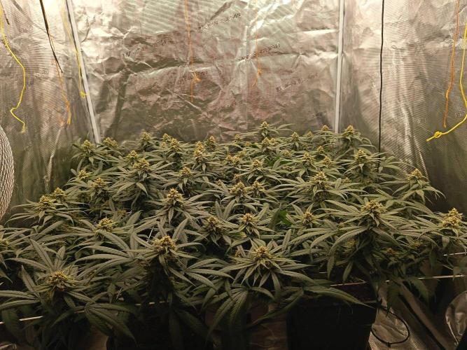 4x clones DNA Chocolope (Juju Royal ). Week 9