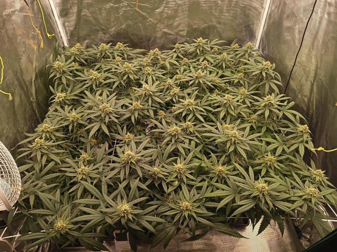 Chocolope. Week 9