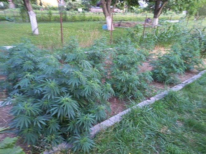 CBD Sour suver haze out 2026. Week 12