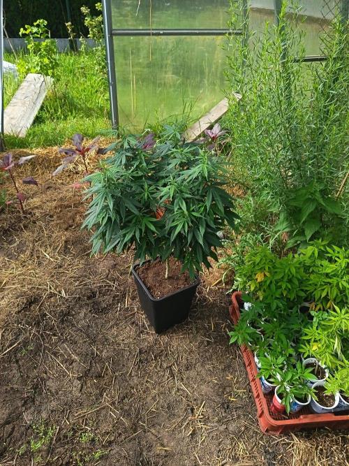 Light-Mix. Week 8