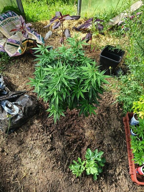 Light-Mix. Week 8