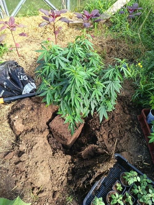 Light-Mix. Week 8