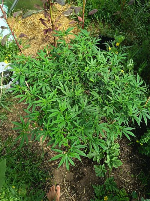 DNA Chocolope Greenhouse 2026. Week 10