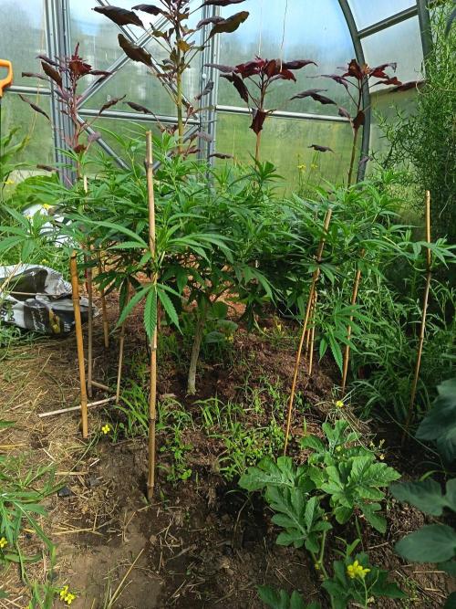 DNA Chocolope Greenhouse 2026. Week 10