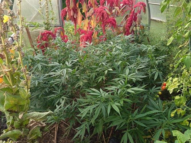 DNA Chocolope Greenhouse 2026. Week 18