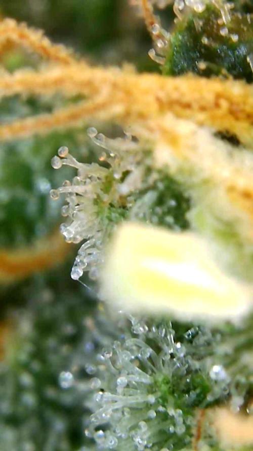 4x clones DNA Chocolope (Juju Royal ). Week 10