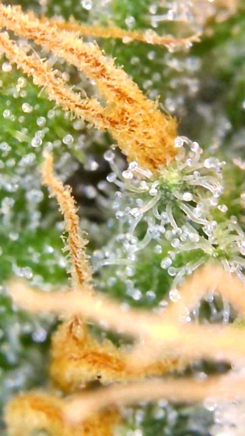 4x clones DNA Chocolope (Juju Royal ). Week 10