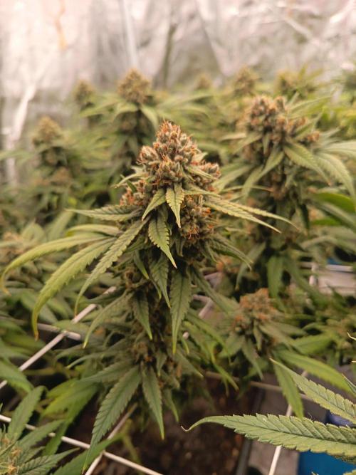 4x clones DNA Chocolope (Juju Royal ). Week 11