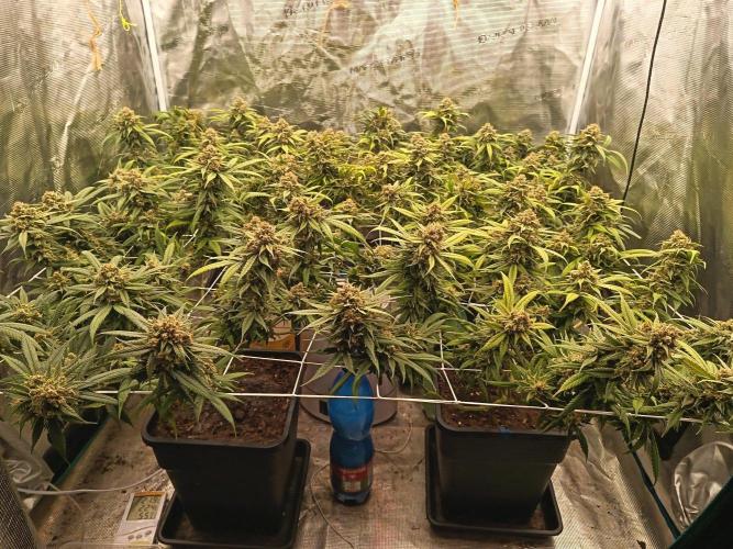 4x clones DNA Chocolope (Juju Royal ). Week 11