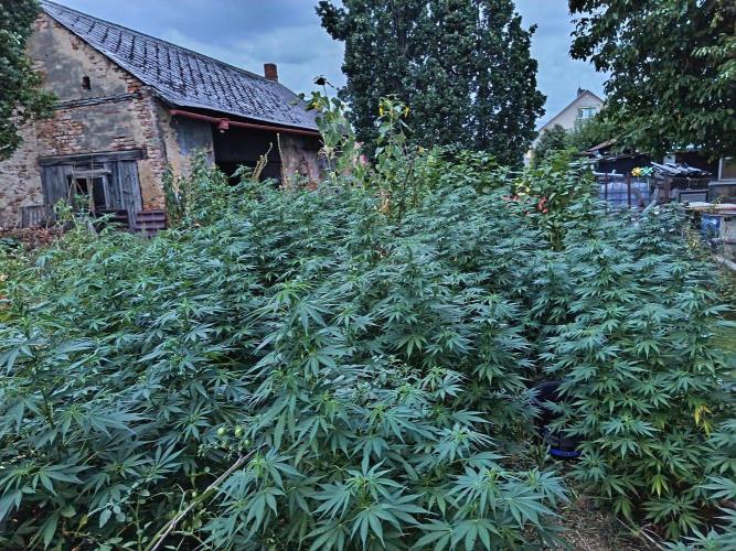CBD Sour suver haze out 2026. Week 18