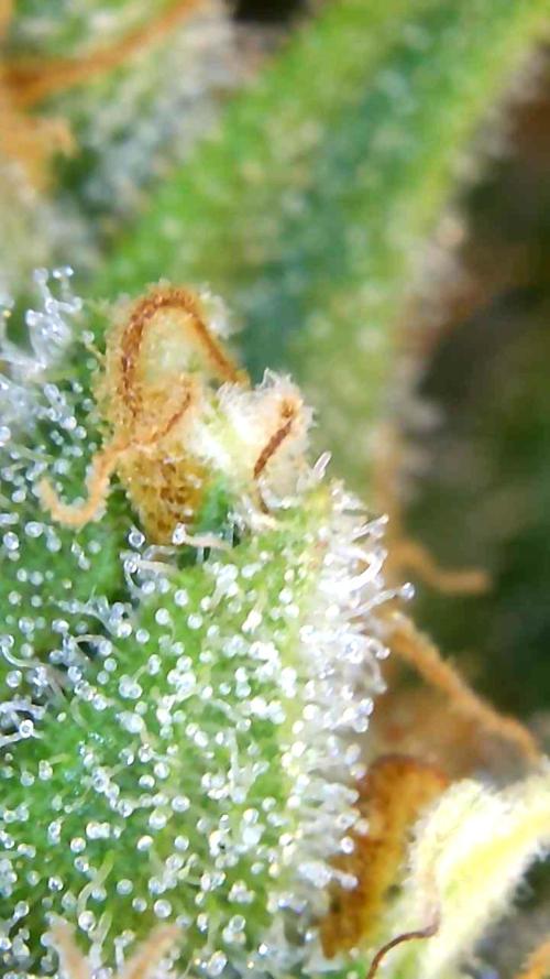4x clones DNA Chocolope (Juju Royal ). Week 11