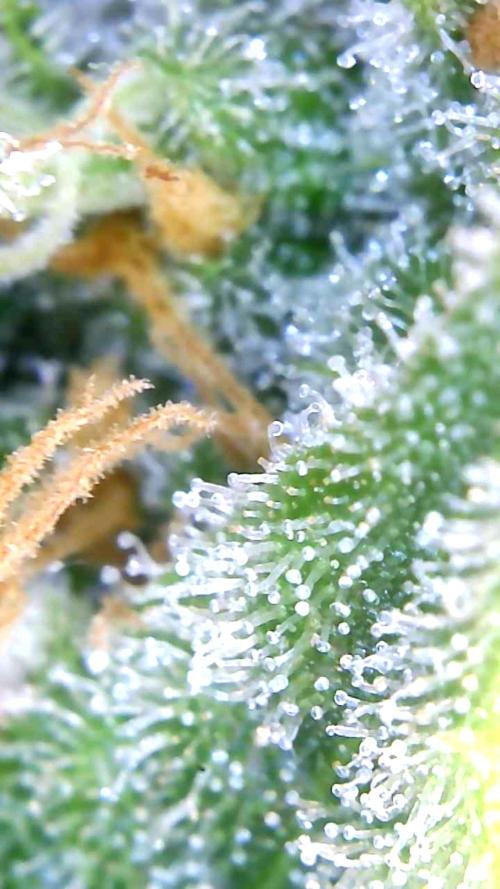 4x clones DNA Chocolope (Juju Royal ). Week 11