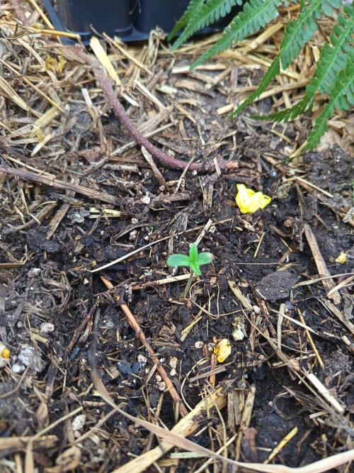 Light-Mix. Week 1