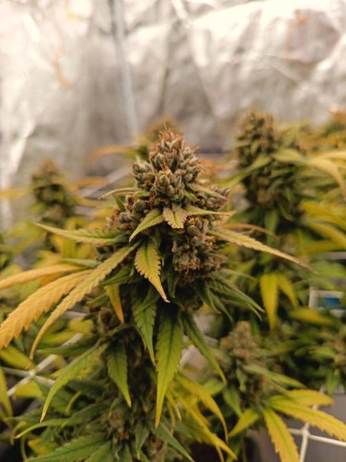 4x clones DNA Chocolope (Juju Royal ). Week 12