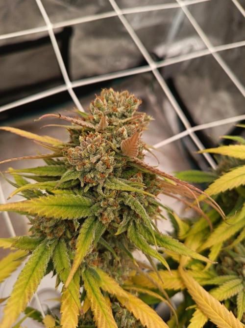 4x clones DNA Chocolope (Juju Royal ). Week 12