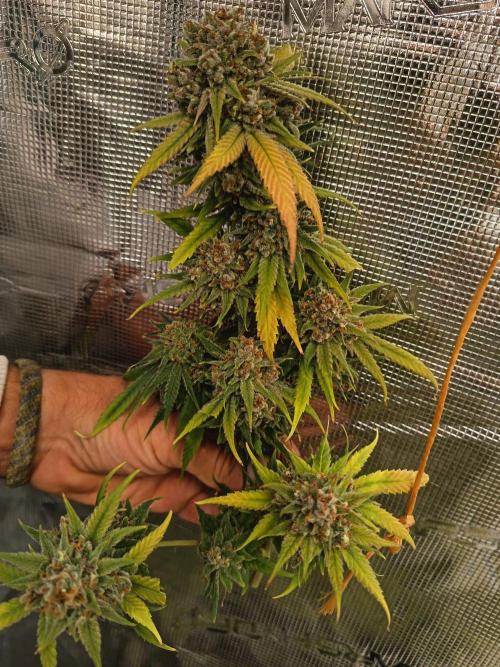 4x clones DNA Chocolope (Juju Royal ). Week 12