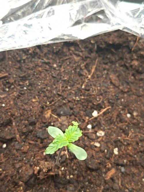Mikromachine, Gorilla 150w led. Week 1 - Gorilla glue xxl 