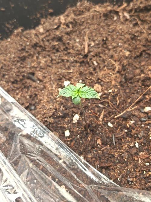 Mikromachine, Gorilla 150w led. Week 1 - Micro machine 