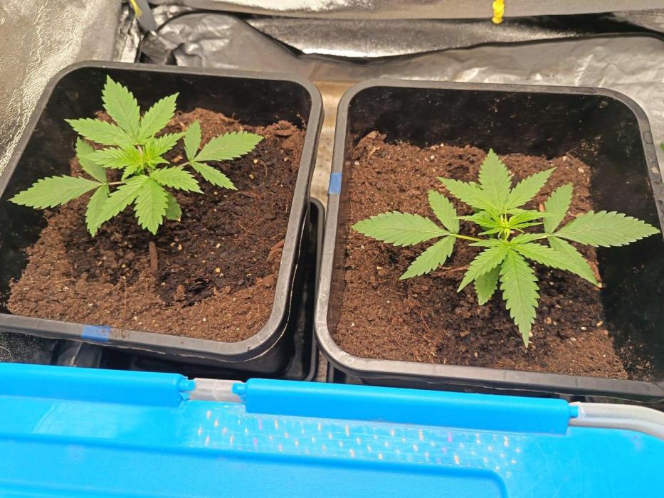 Mikromachine, Gorilla 150w led. Week 2