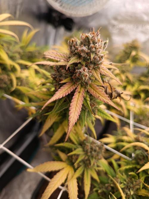 4x clones DNA Chocolope (Juju Royal ). Week 13