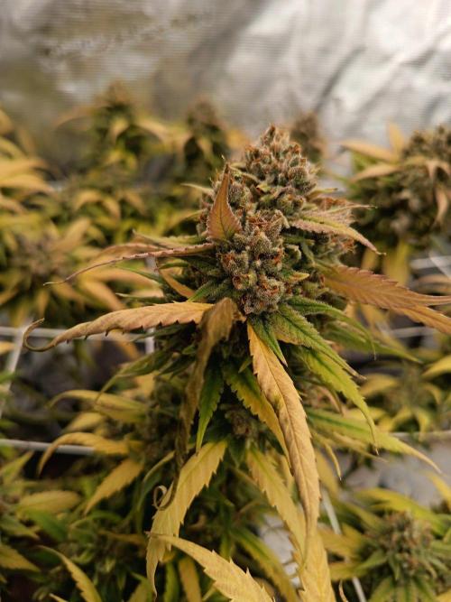 4x clones DNA Chocolope (Juju Royal ). Week 13