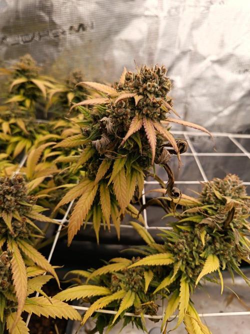 Chocolope. Week 13