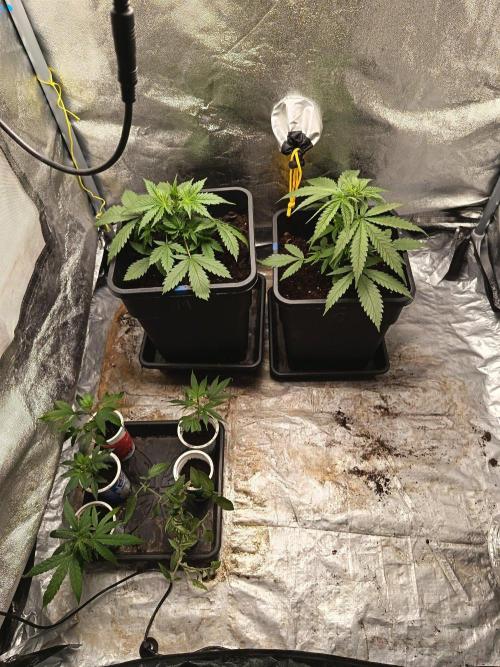 Mikromachine, Gorilla 150w led. Week 3