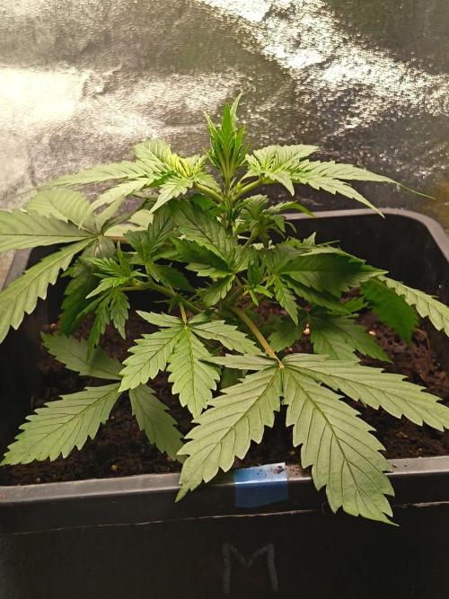 Mikromachine, Gorilla 150w led. Week 3 - Micro machine 