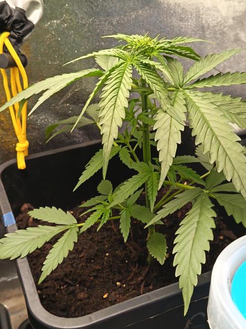 Mikromachine, Gorilla 150w led. Week 3 - Gorilla