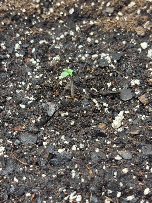 Blue Dream 💭 💙. Week 0 - Plant 2 -  We watered with 250 ml mixed with a little less than 1/4 mL cal mag