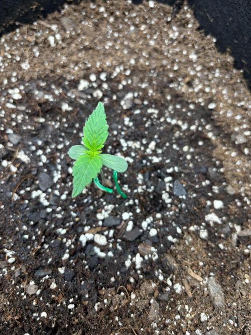Blue Dream 💭 💙. Week 0 - Day 7