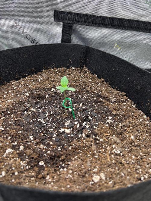 Blue Dream 💭 💙. Week 0 - Day 7