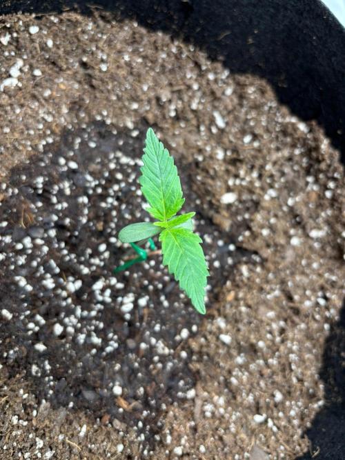 Blue Dream 💭 💙. Week 1