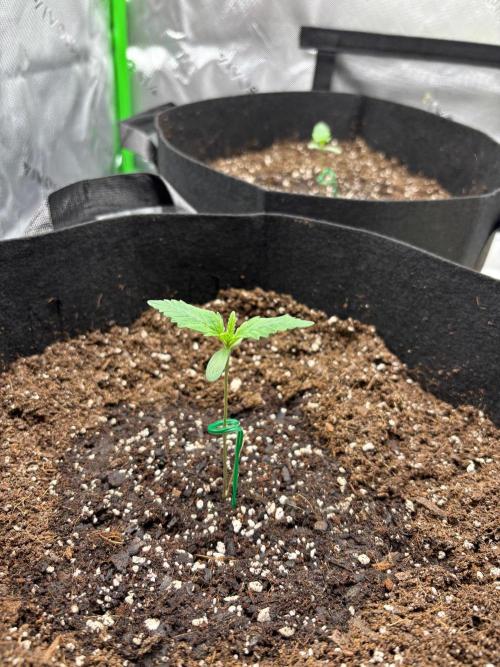 Blue Dream 💭 💙. Week 1