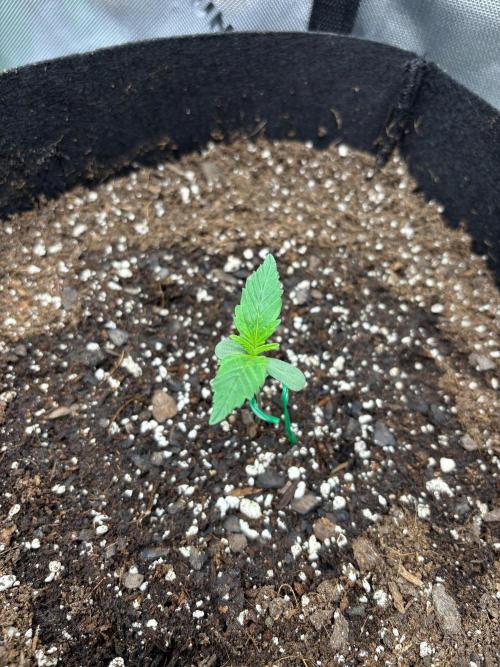 Blue Dream 💭 💙. Week 1 - Struggling to grow