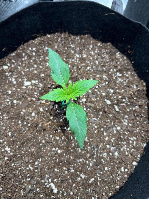 Blue Dream 💭 💙. Week 1 - Solution!!!! PUT THE SMALL FANNIN THE TENT AND TURN ON THE CARBON FILTER!