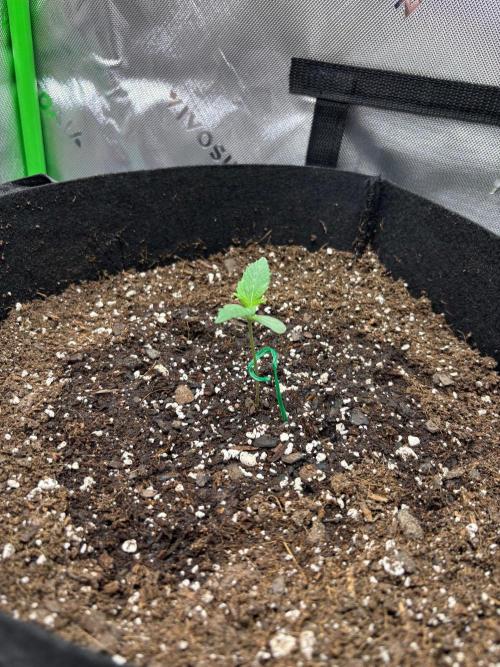 Blue Dream 💭 💙. Week 1 - Struggling to grow