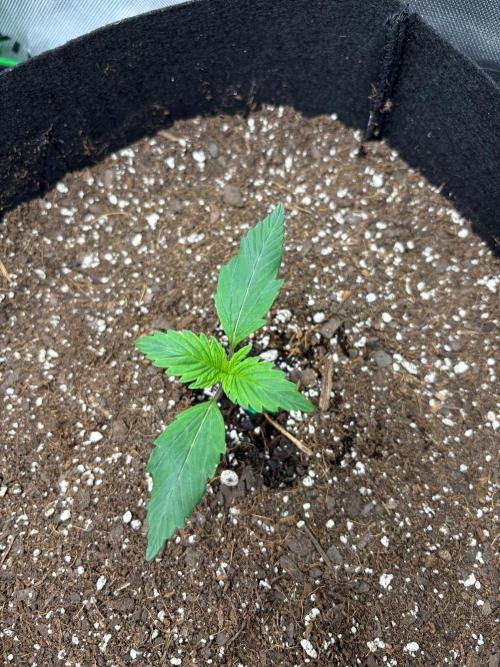 Blue Dream 💭 💙. Week 1