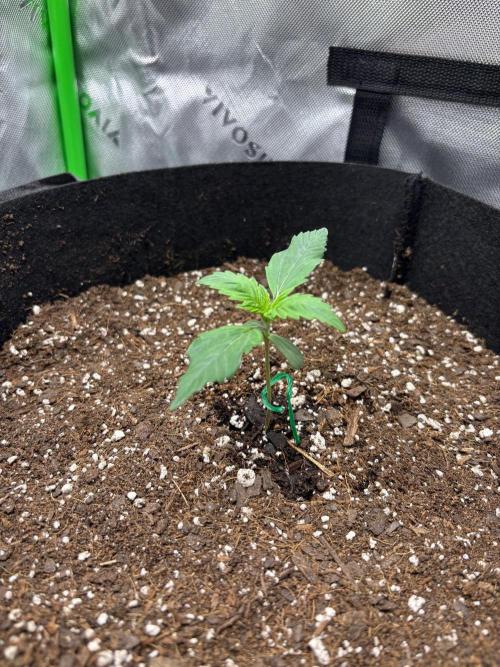 Blue Dream 💭 💙. Week 1