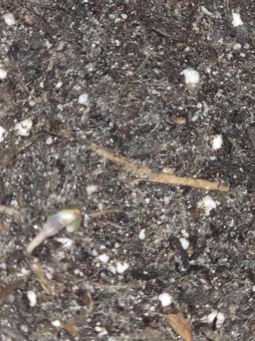 Fast Buds Fall 26 Run. Week 0