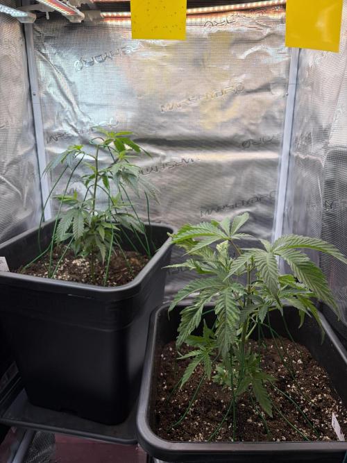 Northern Lights&Blue Dream. Week 5