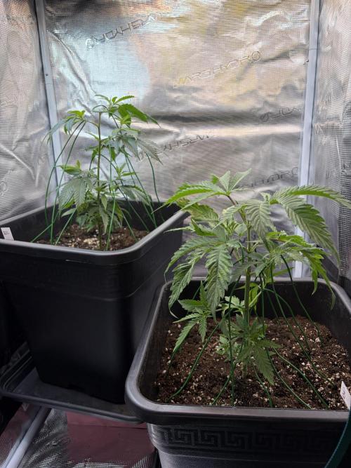 Northern Lights&Blue Dream. Week 5